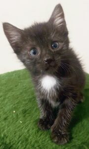 Kotek do adopcji