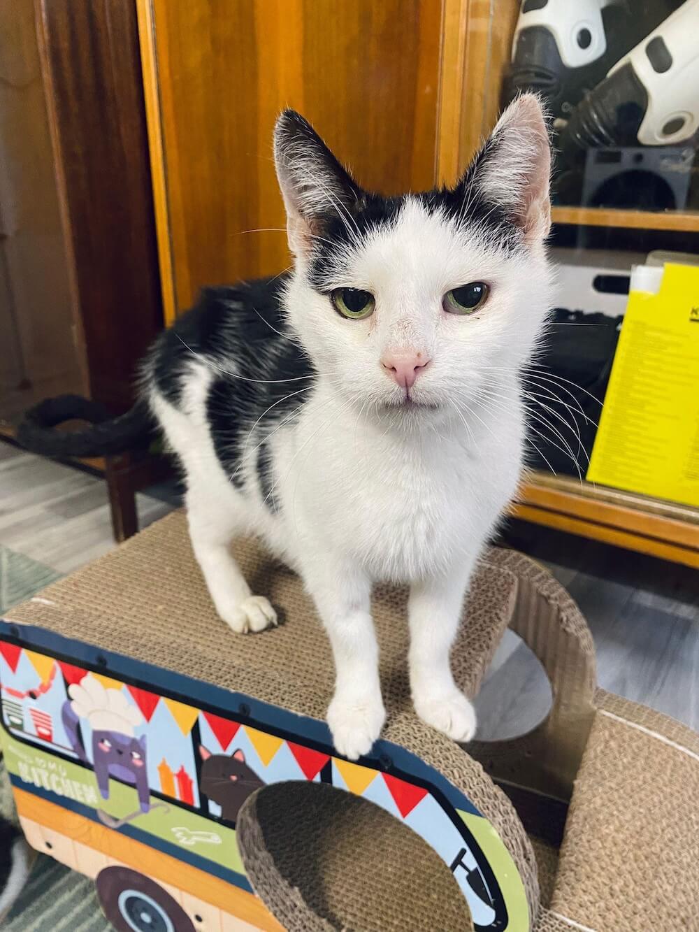 Tulia