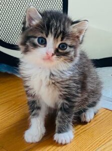 Kotek do adopcji