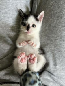 Kotek do adopcji